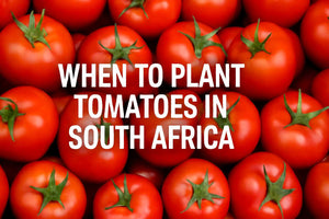 When to Plant Tomatoes in South Africa