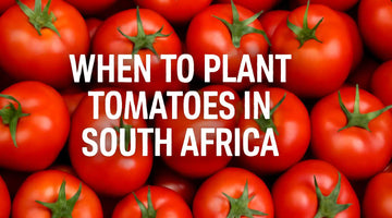 When to Plant Tomatoes in South Africa