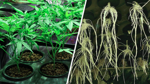 Hydroponic cannabis