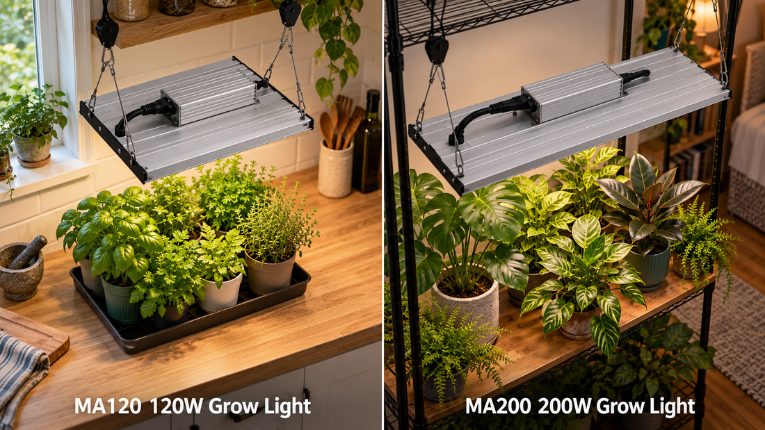 LED Growing Lights in South Africa: One Routine or Two Plant Stations?