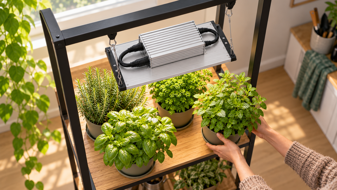 Plant Grow Light Installation in South Africa: Shelf or Freestanding Frame?