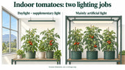Tomato plants with supplementary window lighting and plants relying mainly on artificial light