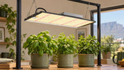 MA200 main lighting installation above a compact herb area