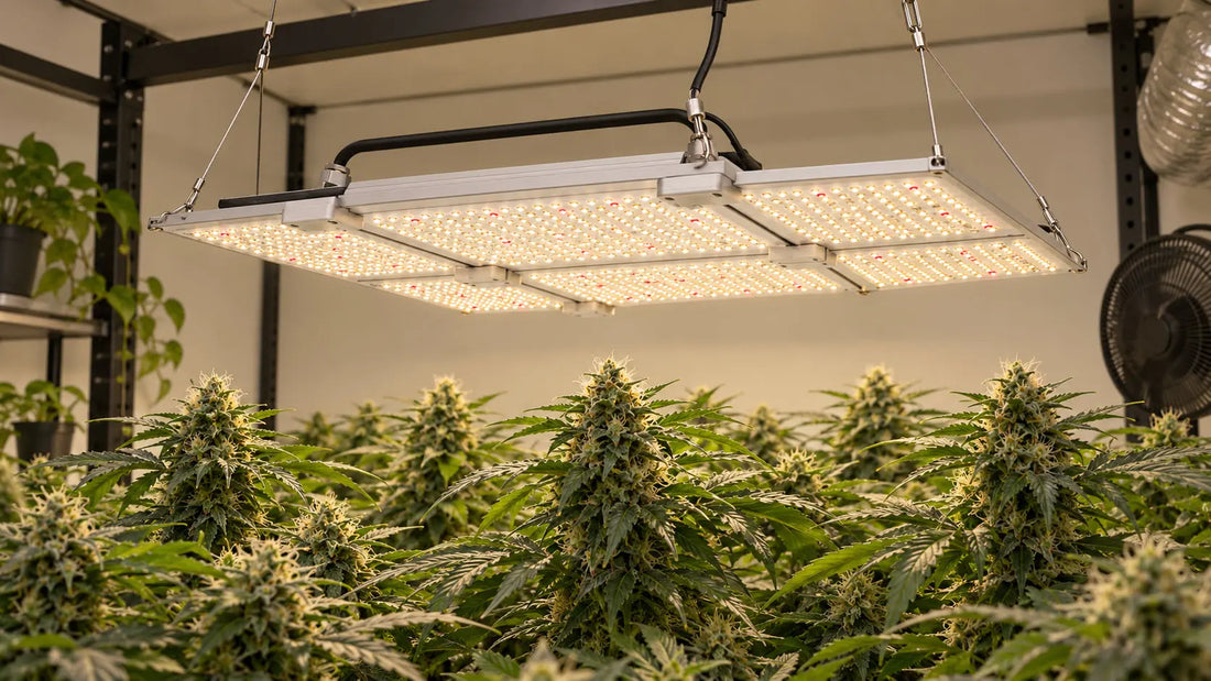 White-and-red main grow light retained over a dedicated growing area