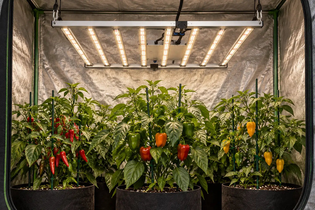 OC800 800W LED Grow Light with eight parallel bars above mature pepper plants in a grow tent
