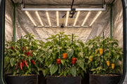 OC800 800W LED Grow Light with eight parallel bars above mature pepper plants in a grow tent