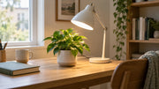 Single indoor plant beside an existing table lamp directed towards the foliage