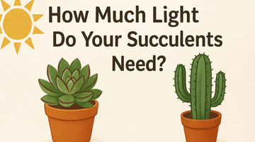 How Much Light Do Your Succulents Need – Everything You Want to Know