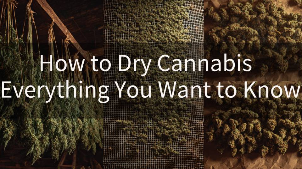 How to Dry Cannabis - Everything You Want to Know