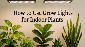 How to Use Grow Lights for Indoor Plants: The Complete Guide