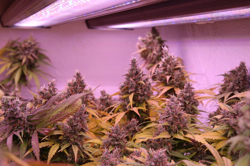 GLMX720 Indoor Grow Photo Diary: What the Archive Shows