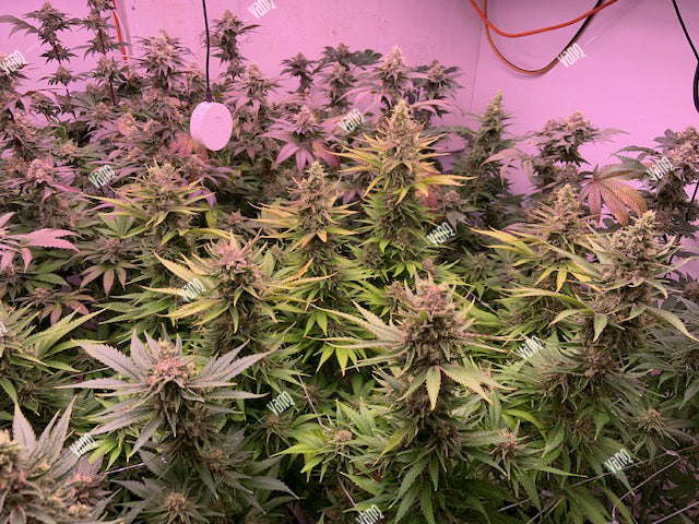 Grow with GLMX720 LED Grow Light