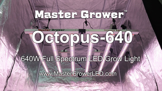Supplemental Grow Lights for Indoor Plants: Are They Needed?
