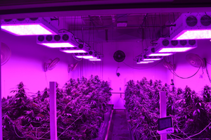 Top LED grow light for plants: Which one to choose?