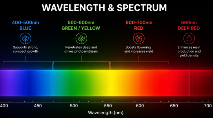 TheOneGrow full spectrum LED grow lights for indoor plant growth and South Africa setups