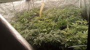 150cm Grow Tent + 800W Grow Light Achieves High-Yield 17-Plant Cannabis Success