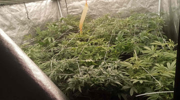 150cm Grow Tent + 800W Grow Light Achieves High-Yield 17-Plant Cannabis Success