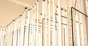 A guide to choosing led grow lights-2025