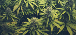 Top 10 Myths about Growing Marijuana You Should Know