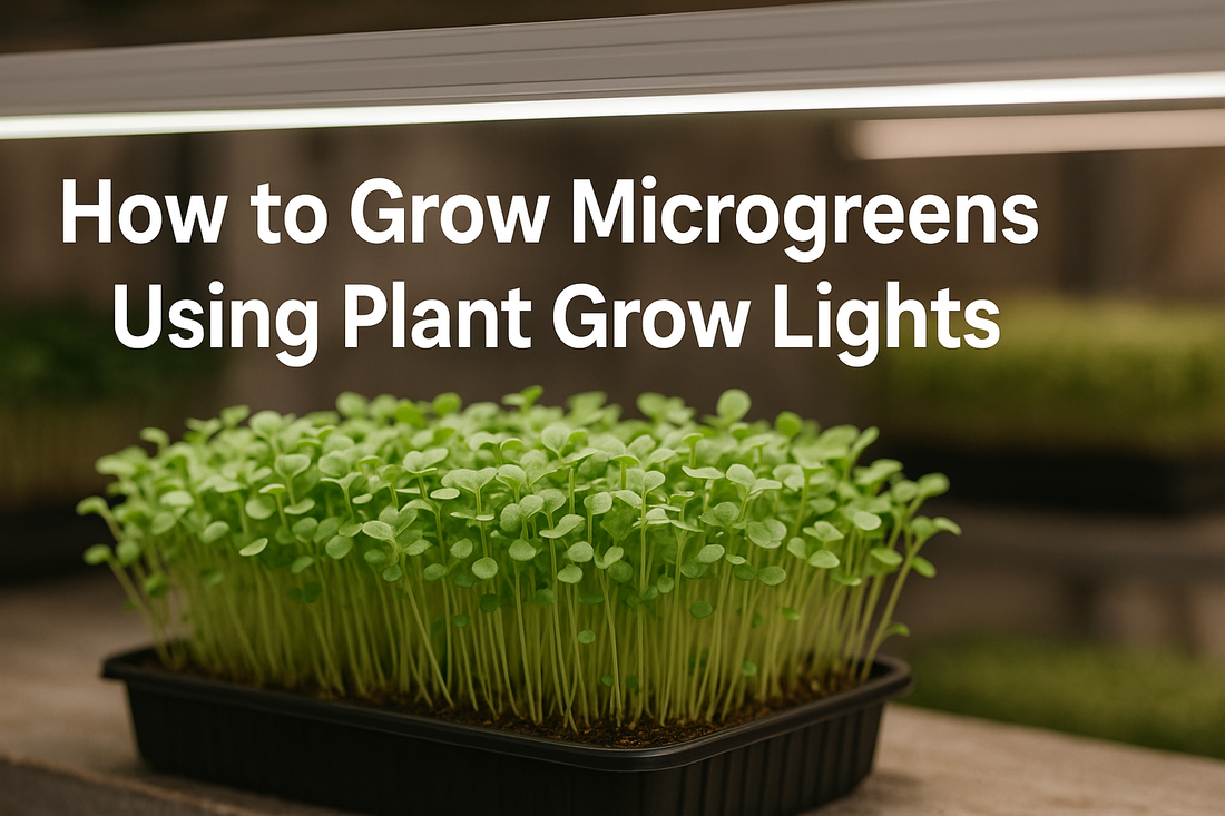 how to grow microgreens