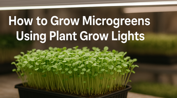 how to grow microgreens