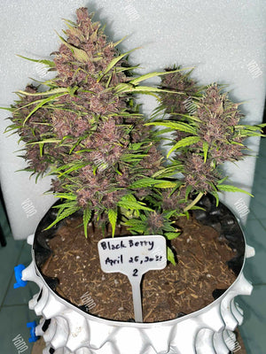 Grow Autos with GLMX720 PRO