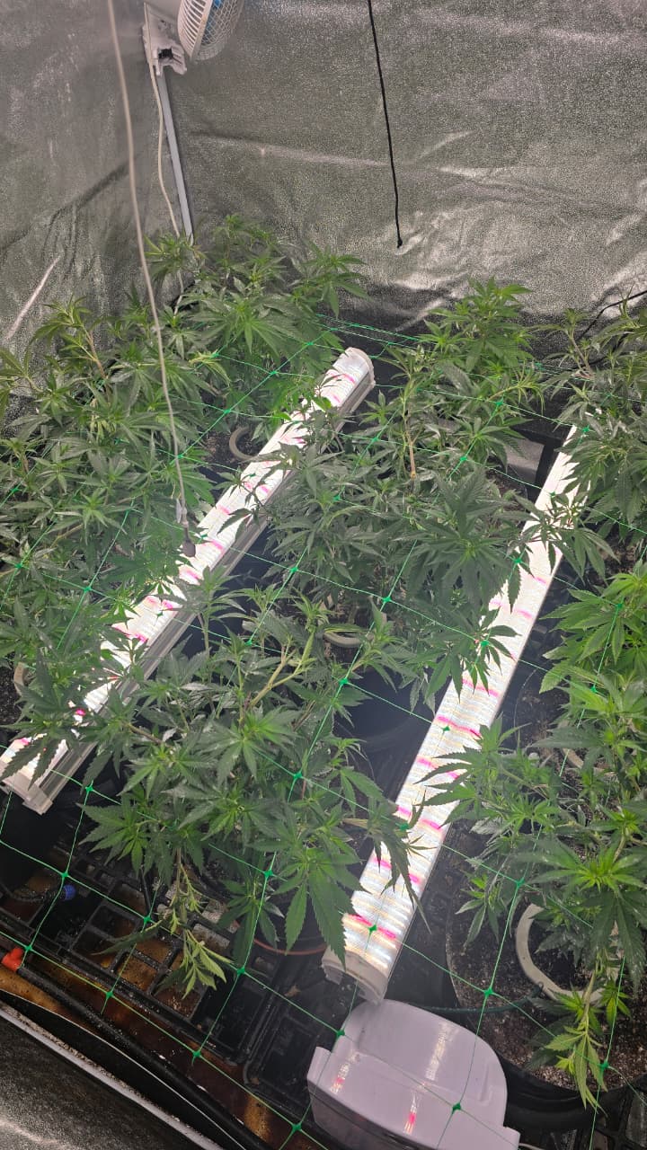 Using 120W Under Canopy Lights to grow cannabis