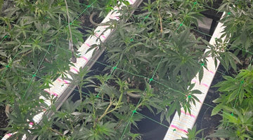 Using 120W Under Canopy Lights to grow cannabis