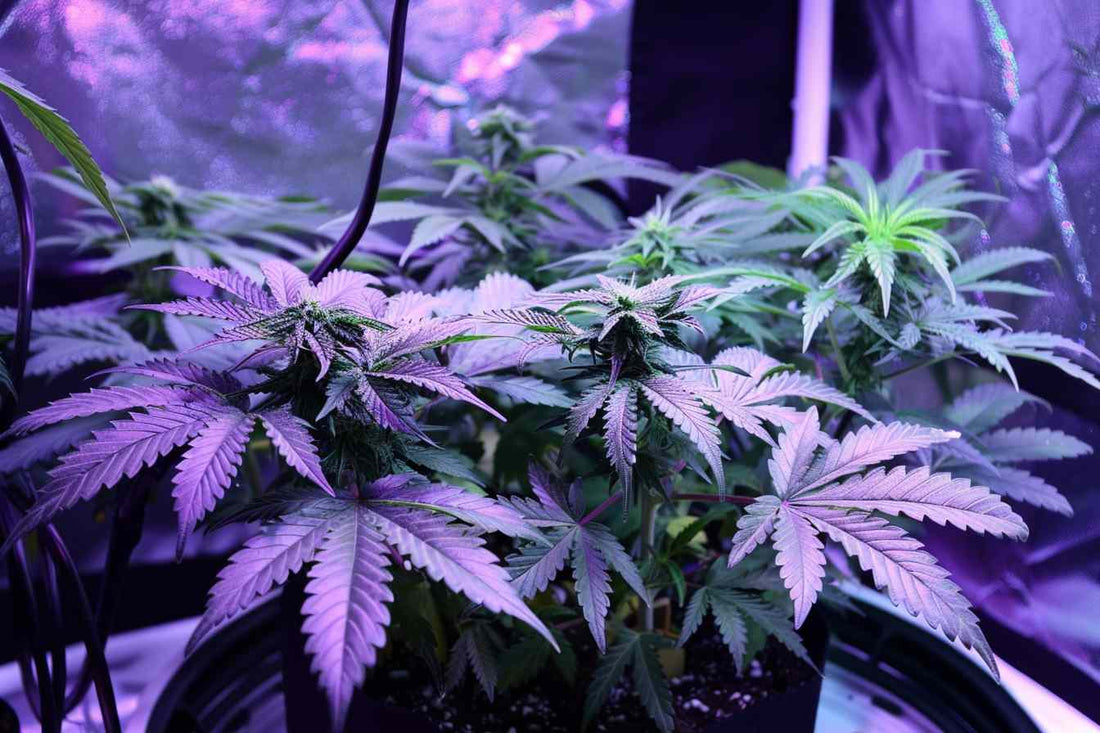 uv light for cannabis