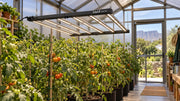A GLOC720 720W LED Grow Light suspended over supported indoor tomato plants with a clear care aisle