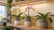 Three Phalaenopsis orchids on a wooden shelf beneath slim white grow-light tubes