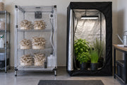 An edible mushroom fruiting chamber beside a general reflective plant grow tent
