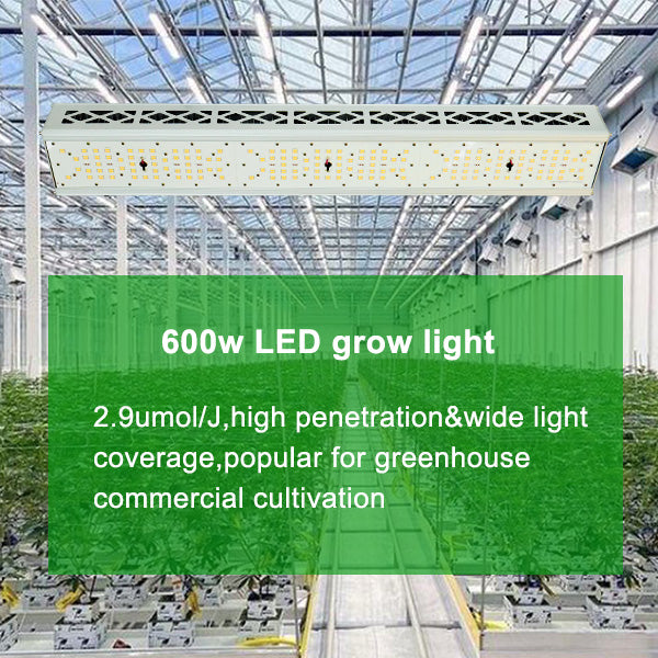 600W LED grow light for greenhouse