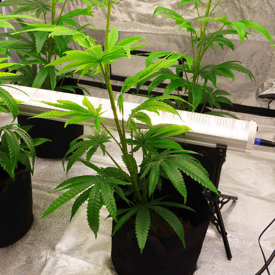 Under-canopy light positioned beside lower plant foliage