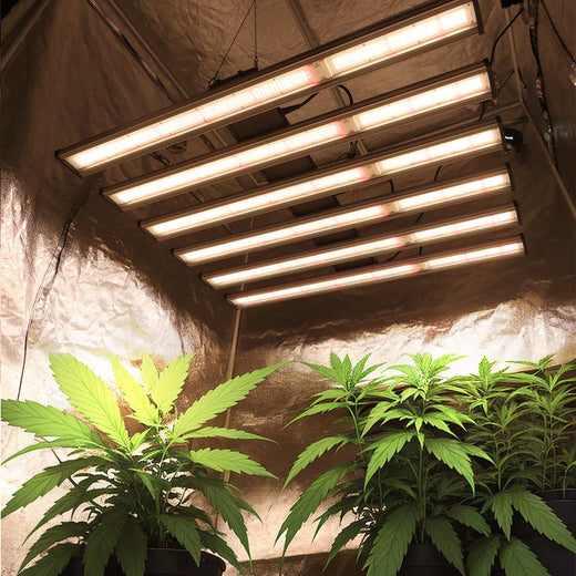 1000W full spectrum LED grow light installed in a 240x120x200cm grow tent setup