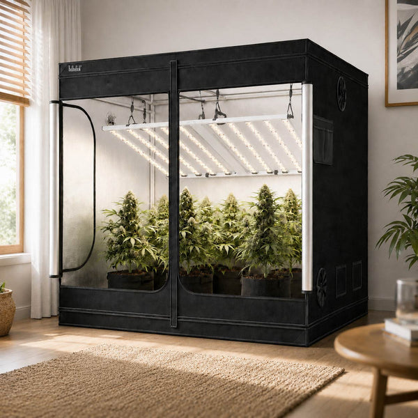 240×240×200cm Grow Tent--TheOneGrow