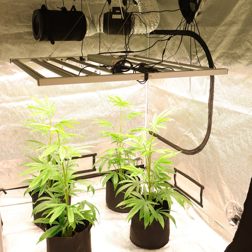 COMBO-SAVE R700! 800W LED Grow Light & 150*150*200cm Grow Tent Kit -TheOneGrow